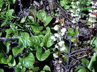 pyrola_rotundifolia_as_200606.jpg