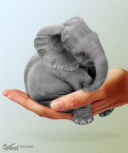 gladesh Bhutan Brunei Cambodia China Esave the elephant dangerous animal attacks Endangered elephants in Australia India Afghanistan Bahrain Bangla picture.jpg