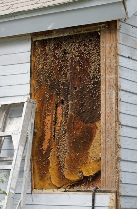 natural_comb_cavity_wall1.jpg