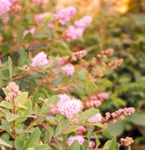 spirea.jpg