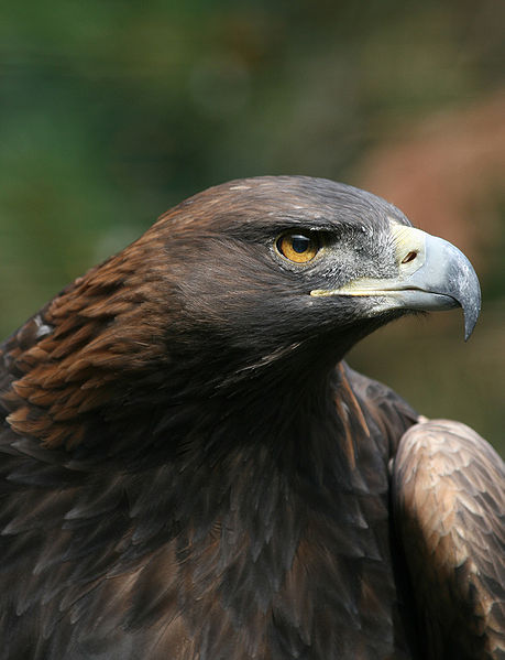 459px-Steinadler_Aquila_chrysaetos_closeup1_Richard_Bartz.jpg