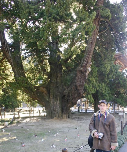 kenchoji_byakushin or juniper trees _  730 .jpg