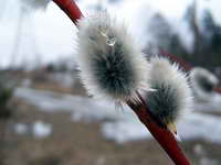 salix_acutifolia_as_110406.jpg