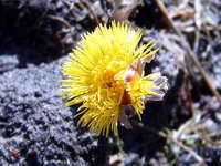 tussilago_farfara_as_130406.jpg