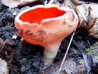 sarcosypha_coccinea_as_250406.jpg