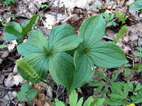 paris_quadrifolia_as_080506.jpg