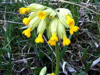 primula_veris_as_130506.jpg