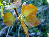 populus_tremula_as_160506.jpg