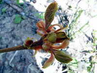 acer_platanoides_as_190506.jpg