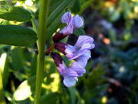 vicia_sepium_as_310506.jpg