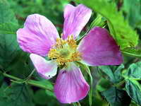 rosa_majalis_as_080606.jpg