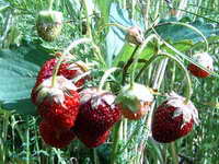 fragaria_travnoe_as_060706.jpg