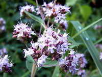 origanum_vulgare_as_140706.jpg