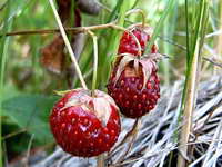 fragaria_viridis_as_280706.jpg