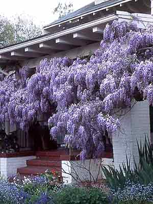 wisteria_sinensis_j3.jpg