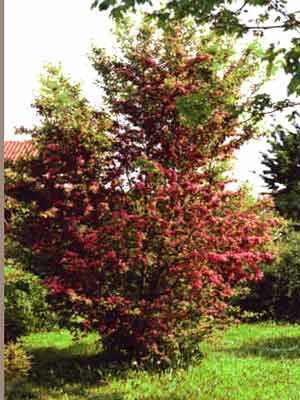 crataegus_p_scarlett_j21.jpg