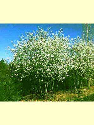 amelanchier_laevis_j1.jpg