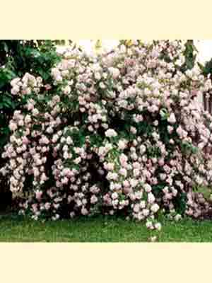 deutzia_mont_rose_j.jpg