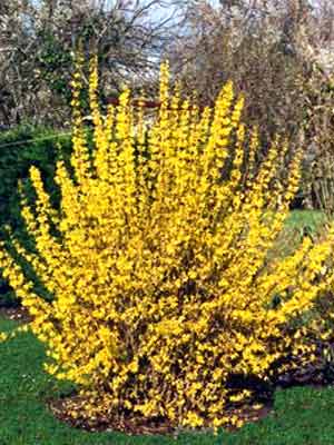 forsythia_k2.jpg