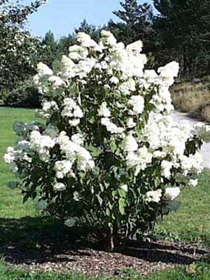 hydrangea_grandiflora_1.jpg