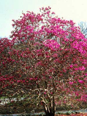magnolia-_iliiflora_susan_k.jpg