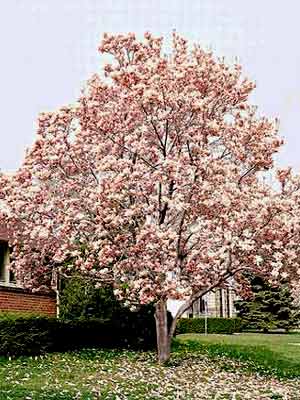 magnolia_soulangiana_2.jpg