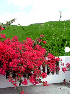 bougainvillea_rot_j4.jpg