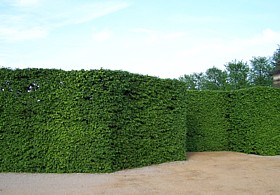 carpinus_betulus_barockgarten_hainbuchenhecke_hecke_hainbuche.jpg