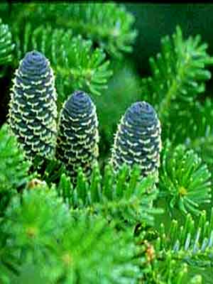 abies_koreana_k.jpg