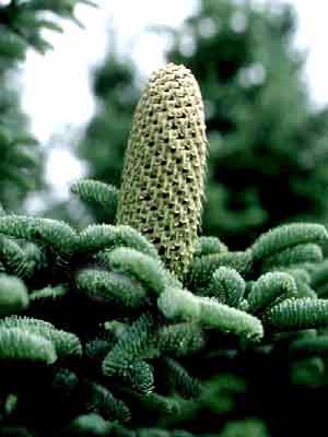 abies_procera_k.jpg