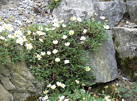 alpinum_dryas_octopetala_silberwurz.jpg