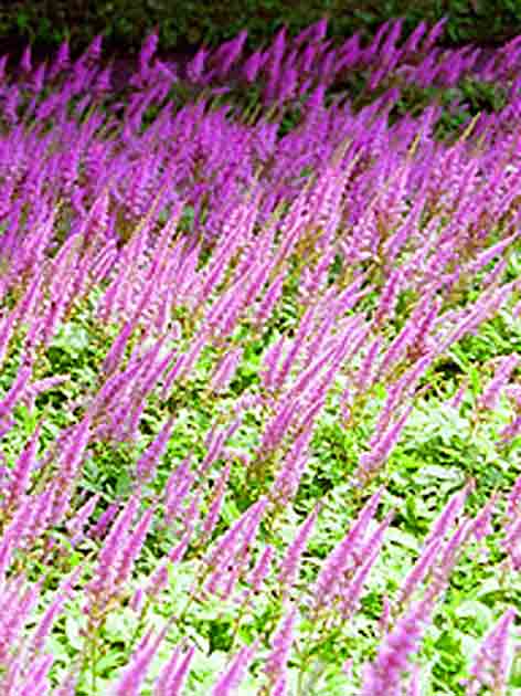 astilbe-chinensis-beet.jpg