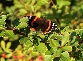 berberis_admiral%20vanessa_atalanta%20.jpg