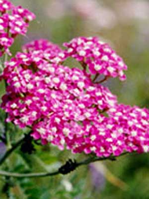 achillea_millefolium_rot_de.jpg