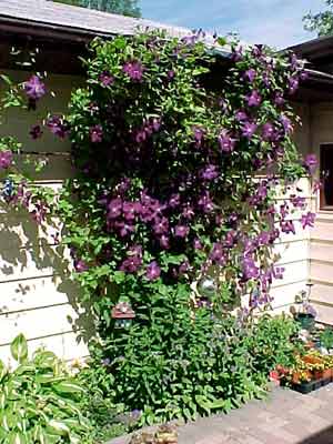 clematis_blau_j2.jpg