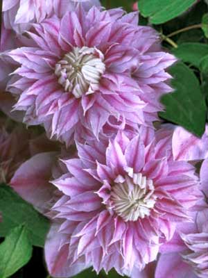 clematis_josephine_j1.jpg