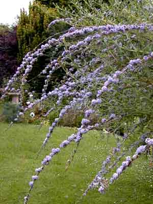 buddleia_alternifolia_j6.jpg