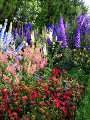 delphinium_mix_j4.jpg