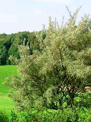 hippophae_strauch_k.jpg