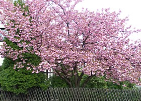 prunus_srrulata_kanzan_habitus.jpg