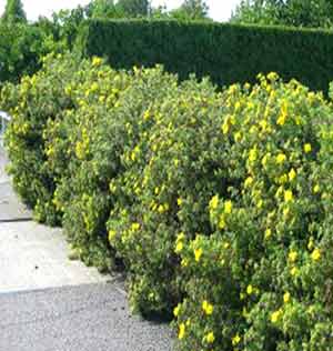 potentilla_fruticosa_hecke_.jpg