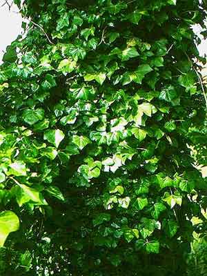 hedera_hibernica_k.jpg