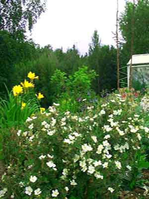 potentilla_abbotswood_strau.jpg