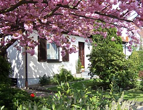 prunus_serrulata_kanzan_vorgarten_hausbaum.jpg