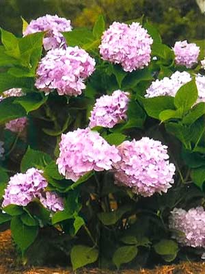 hydrangea_endess_summer_j2.jpg