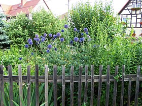 kugeldistel_bauerngarten_staketenzaun.jpg