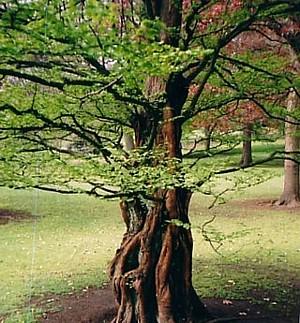 metasequoia_glyptostroboides_chinesisches_rotholz_mammutbaum_stamm.jpg