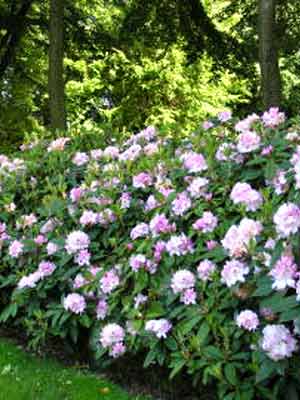 rhododendron_gomer_waterer_j2.jpg