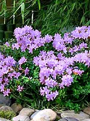 rhododendron_moerheim_j.jpg