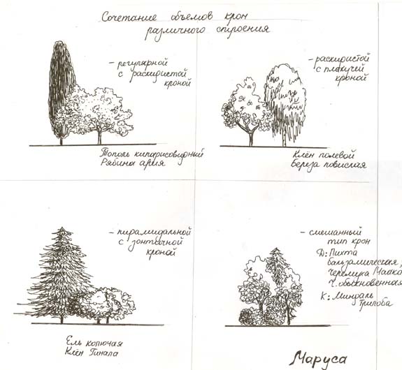 Три группы деревьев. Древесно кустарниковая группа схема. Древесно-кустарниковые композиции схемы. Композиция из хвойных деревьев схема. Композиция из деревьев и кустарников схема.